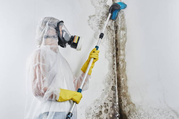 Mold Removal Process in Dalton, PA