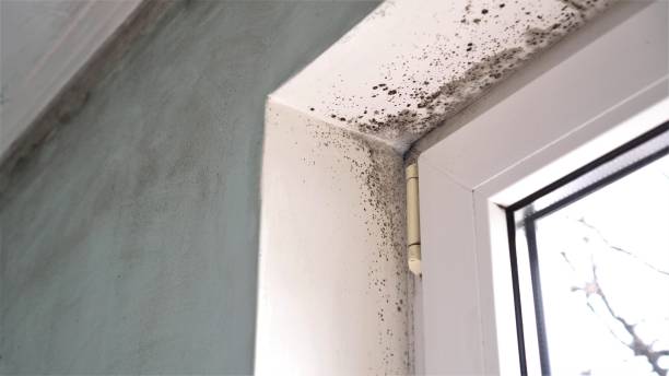 Best Mold Damage Repair  in Dalton, PA
