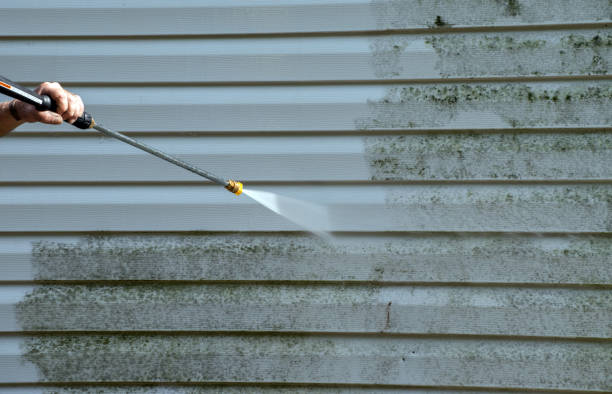 Best Attic Mold Removal  in Dalton, PA