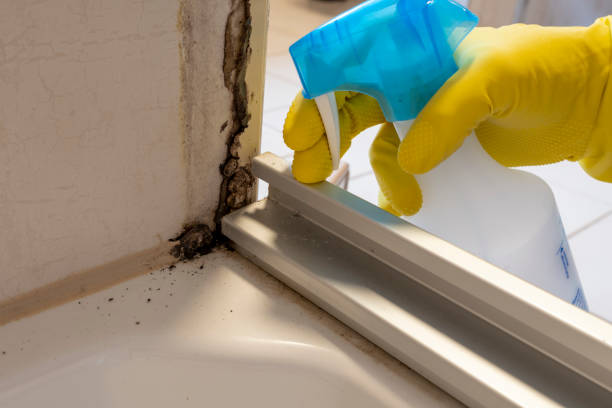 Best Attic Mold Removal  in Dalton, PA