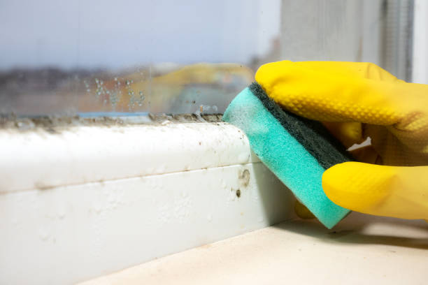 Best Fast Mold Removal  in Dalton, PA