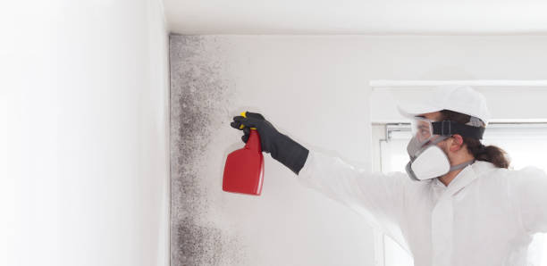 Best Mold Testing  in Dalton, PA