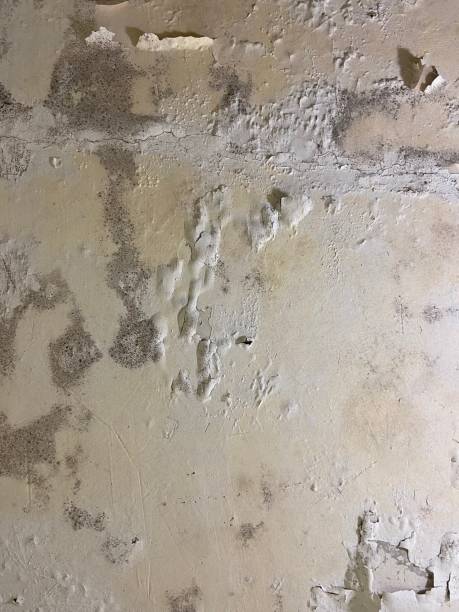 Best Same-Day Mold Removal  in Dalton, PA