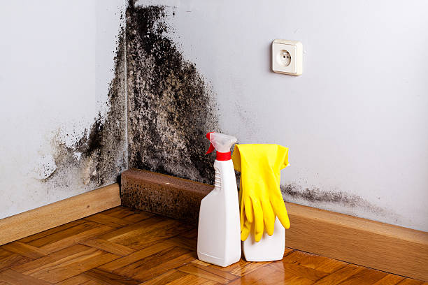 Best Residential Mold Removal  in Dalton, PA