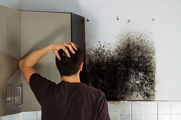 Best Mold Remediation  in Dalton, PA