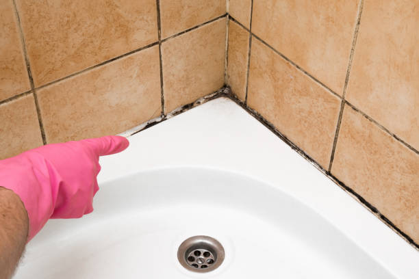 Office Mold Removal Services in Dalton, PA